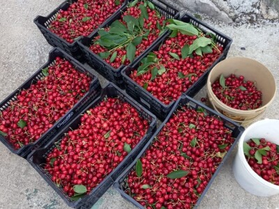 Urod trešnja na đubrivu Urod trešnja na đubrivu