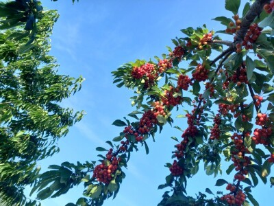 Urod trešnja na đubrivu Urod trešnja na đubrivu