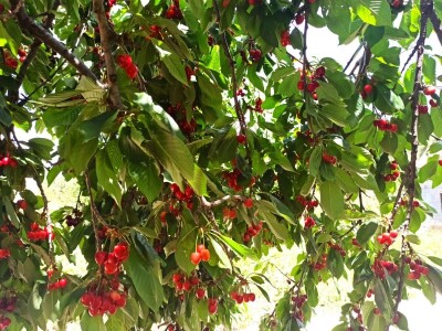 Urod trešnja na đubrivu Urod trešnja na đubrivu