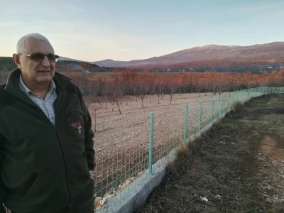 Urod trešnja na đubrivu