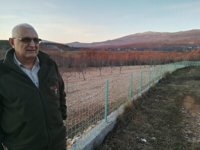 Urod trešnja na đubrivu Urod trešnja na đubrivu