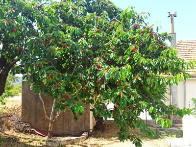 Urod trešnja na đubrivu Urod trešnja na đubrivu