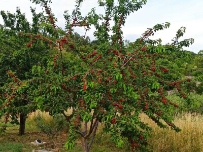 Urod trešnja na đubrivu Urod trešnja na đubrivu