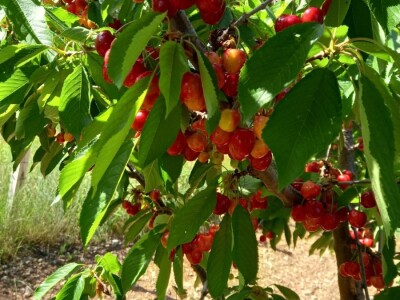 Urod trešnja na đubrivu Urod trešnja na đubrivu
