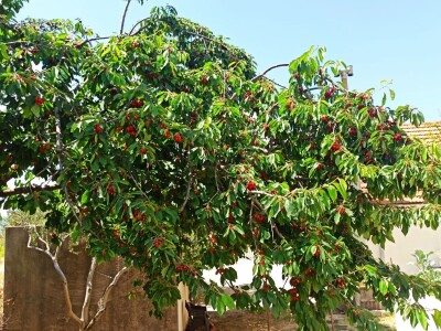 Urod trešnja na đubrivu Urod trešnja na đubrivu