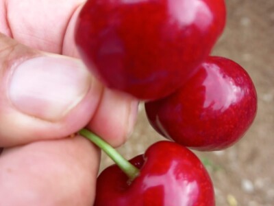 Urod trešnja na đubrivu Urod trešnja na đubrivu
