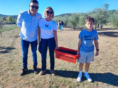 U MASLINIKU OPG URODA: Učenici američke škole iz Zagreba brali malsine u zaleđu Pirovca