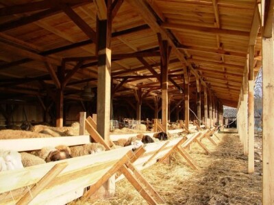 Na farmi je sada i oko stotinu ovaca Na farmi je sada i oko stotinu ovaca