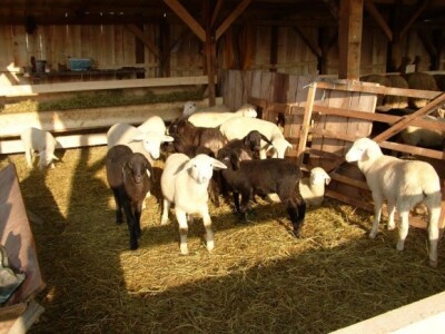 Nekada je na farmi bilo oko 400 ovaca Nekada je na farmi bilo oko 400 ovaca