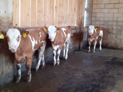 Urušavanje sektora - stočarstvo