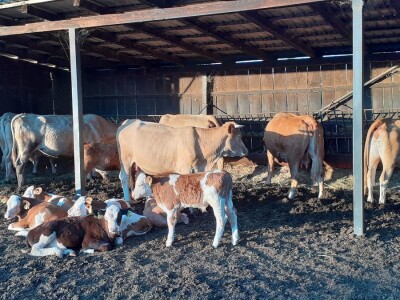 Urušavanje sektora - stočarstvo