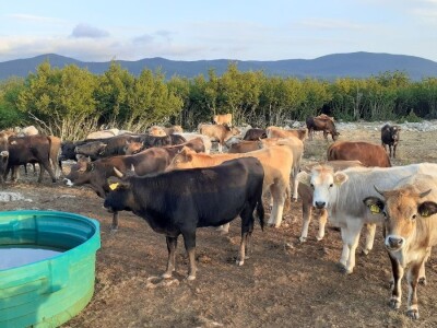 Urušavanje sektora - stočarstvo