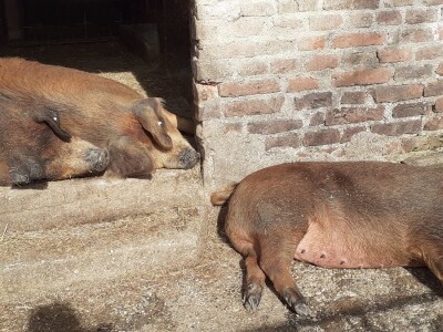 Urušavanje sektora - stočarstvo