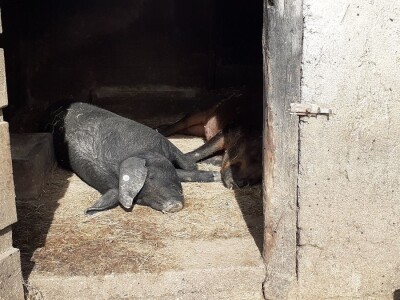 Urušavanje sektora - stočarstvo