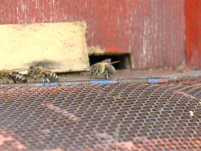 Pčele  su u fazi mirovanja