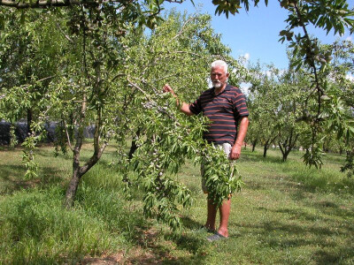 Uslijed obilnog uroda grane badajma su se povile do zemlje