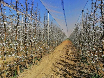 Uspjeh Kovačevića sa Baštice: Elimirali herbicide, udvostručili prinose, dobili Global Gap i osvojili  europske trgovačke lance