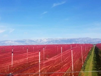Uspjeh Kovačevića sa Baštice: Elimirali herbicide, udvostručili prinose, dobili Global Gap i osvojili  europske trgovačke lance