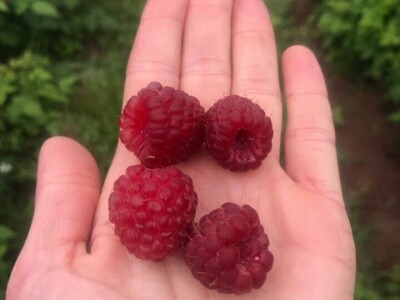 Uspješan primjer zadrugarstva - PZ "Uvac" Rudo