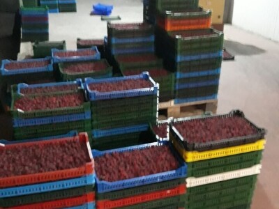 Uspješan primjer zadrugarstva - PZ "Uvac" Rudo