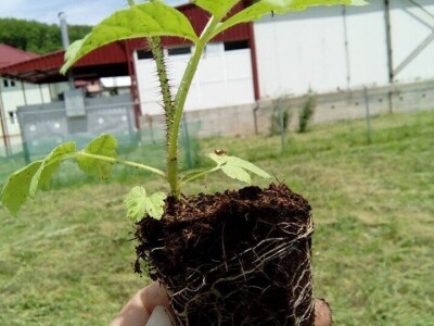 Uspješan primjer zadrugarstva - PZ "Uvac" Rudo