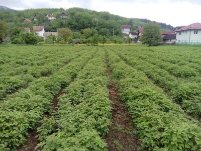 Uspješan primjer zadrugarstva - PZ "Uvac" Rudo