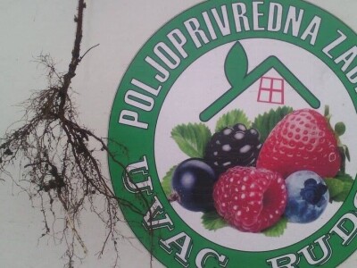 Uspješan primjer zadrugarstva - PZ "Uvac" Rudo