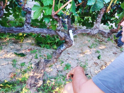 Ususret Sabatini 2023: Jemtva u Dalmaciji, a jemati se nema što!