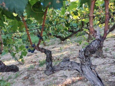 USUSRET SABATINI 2023: Jemtva u Dalmaciji, a jemati se nema što!