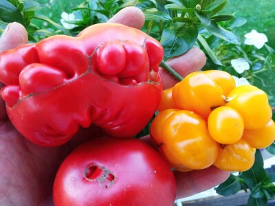 Niko ne zna zašto je Nadin paradajz žut, ni koju dinju uzgajaju