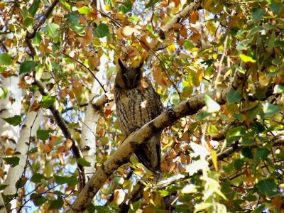 Ptice kao saveznici u poljoprivrednoj proizvodnji