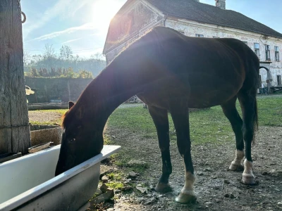 Utočište za konje AA Zero u Mariji Gorici