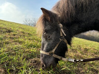 Utočište za konje AA Zero u Mariji Gorici Utočište za konje AA Zero u Mariji Gorici