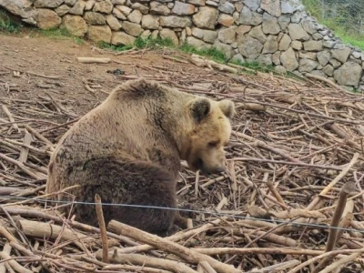 Utočište za medvjede u Kuterevu