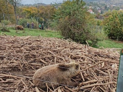 Utočište za medvjede u Kuterevu Utočište za medvjede u Kuterevu
