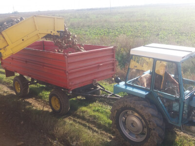 Vađenje šećerne repe Vađenje šećerne repe