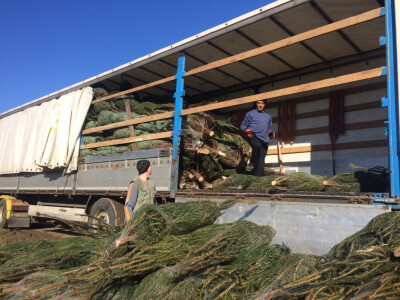 Borovi utovar Borovi utovar