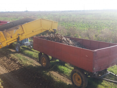 Vađenje šećerne repe Vađenje šećerne repe