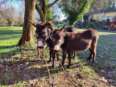 Utrka magaraca Čapljina