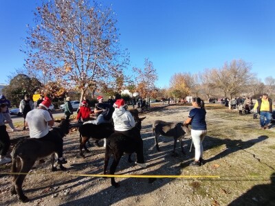 Utrka magaraca Čapljina