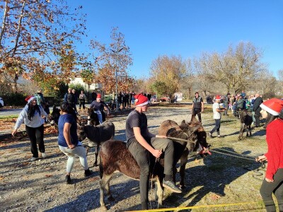 Utrka magaraca Čapljina