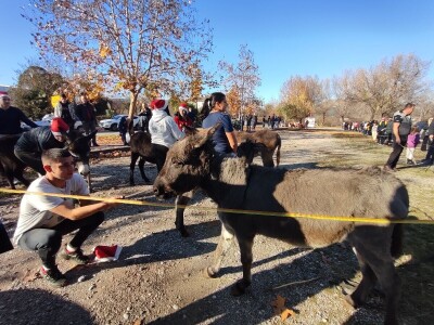 Utrka magaraca Čapljina