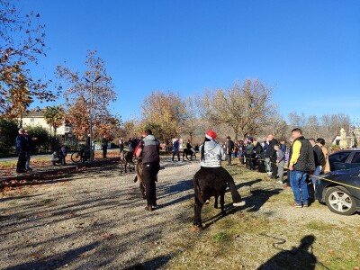 Utrka magaraca Čapljina