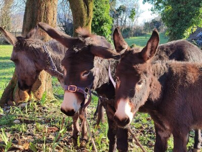 Utrka magaraca Čapljina