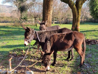 Utrka magaraca Čapljina