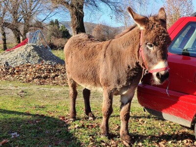 Utrka magaraca Čapljina