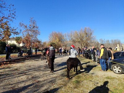 Utrka magaraca Čapljina