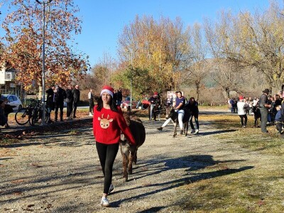 Utrka magaraca Čapljina