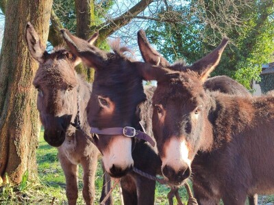 Utrka magaraca Čapljina