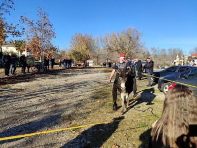 Utrka magaraca Čapljina